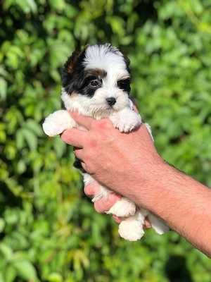 Bichon maltez mini toy  - imagine 2