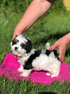 Bichon maltez mini toy  - imagine 3