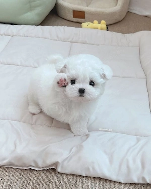 Bichon maltez mini toy - imagine 2