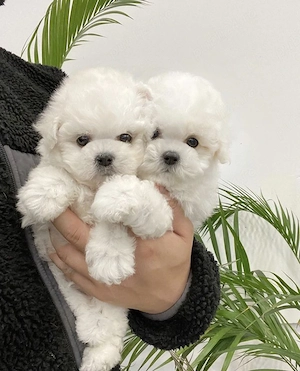Bichon maltez mini toy