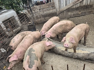 porci de vânzare - imagine 3