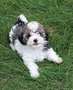Bichon maltez mini toy - imagine 2