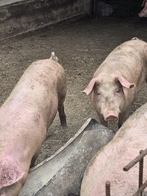 porci de vânzare - imagine 5