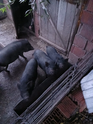Vand porci vietnamez scrofite pentru monta 
