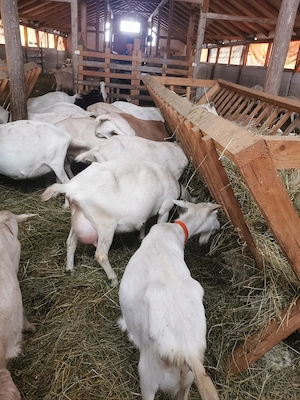 Capre Sannen si metis 