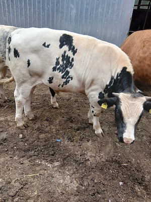 Vând viței belgieni 