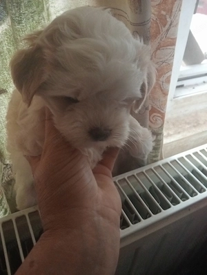 Vând căței bichon maltese 