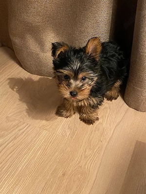 Yorkshire terrier mini toy 