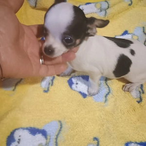 Fetita Si Baiat 4 luni ChihuahuaToy - imagine 4