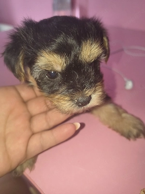 Yorkshire terrier mini toy  - imagine 4
