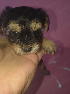 Yorkshire terrier mini toy  - imagine 2