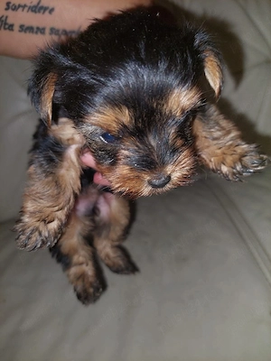 Yorkshire terrier mini toy 