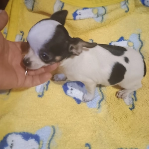 Fetita Si Baiat 4 luni ChihuahuaToy - imagine 5