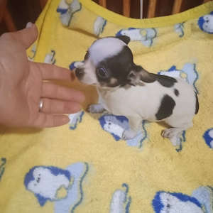 Fetita Si Baiat 4 luni ChihuahuaToy