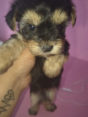 Yorkshire terrier mini toy  - imagine 3