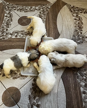 Căței  bichon de vânzare 