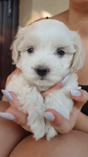 cateluse bichon maltez 