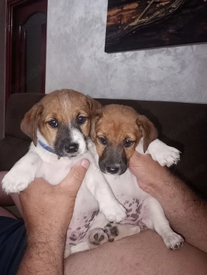 Jack Russel. FOCȘANI 