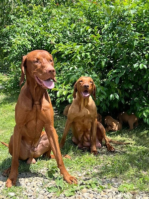 Vand pui rasa Vizsla Maghiara (Bracul Unguresc)   8 saptamani, rasa pura, vaccinati - imagine 3