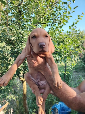 Vand pui rasa Vizsla Maghiara (Bracul Unguresc)   8 saptamani, rasa pura, vaccinati - imagine 2