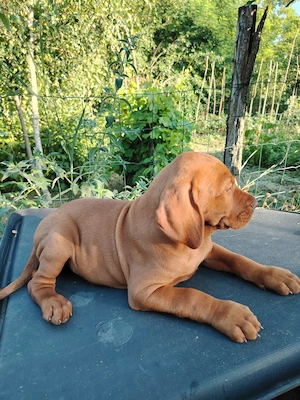 Vand pui rasa Vizsla Maghiara (Bracul Unguresc)   8 saptamani, rasa pura, vaccinati - imagine 4