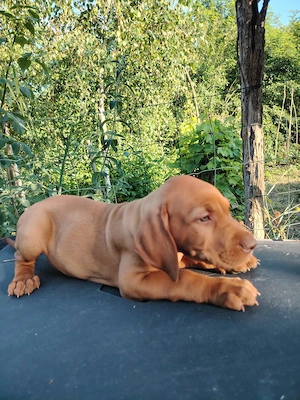 Vand pui rasa Vizsla Maghiara (Bracul Unguresc)   8 saptamani, rasa pura, vaccinati - imagine 6