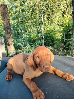 Vand pui rasa Vizsla Maghiara (Bracul Unguresc)   8 saptamani, rasa pura, vaccinati - imagine 5