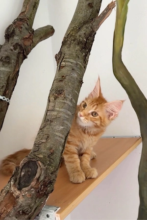Maine Coon adorabil  - imagine 2