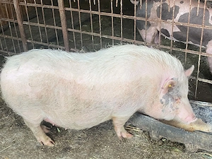  Scrofiță Vietnameză 70 kg