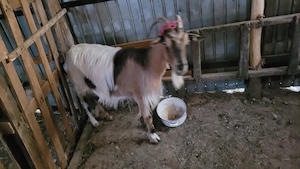 Vând sau schimb 3 capre bune de lapte  - imagine 3