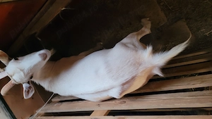 Vând sau schimb 3 capre bune de lapte  - imagine 2