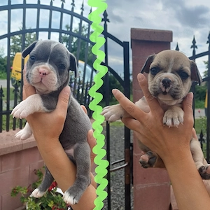 Puiuti Bulldog Francez rasa pura isi cauta casute iubitoare - imagine 3