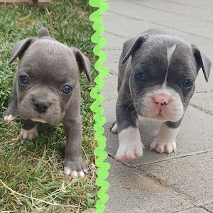 Puiuti Bulldog Francez rasa pura isi cauta casute iubitoare