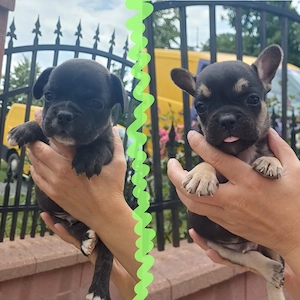 Puiuti Bulldog Francez rasa pura isi cauta casute iubitoare - imagine 2