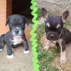 Puiuti Bulldog Francez rasa pura isi cauta casute iubitoare - imagine 4