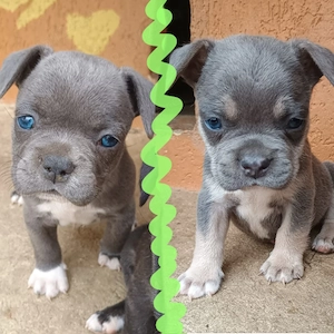 Puiuti Bulldog Francez rasa pura isi cauta casute iubitoare - imagine 5