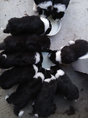 pui border collie  - imagine 2