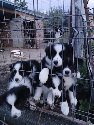 pui border collie  - imagine 4