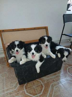 pui border collie  - imagine 3