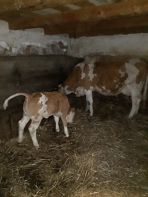 vitea baltata romaneasca