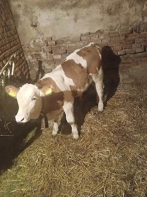 Vând vacă și vițel 