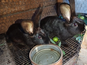 vând iepurași de 3 luni  - imagine 3