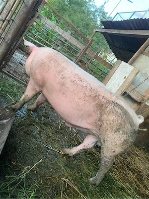 Vier Landrace + Pietrain 110-120 kg  fac si schimb - imagine 4