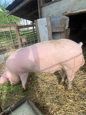Vier Landrace + Pietrain 110-120 kg  fac si schimb - imagine 5