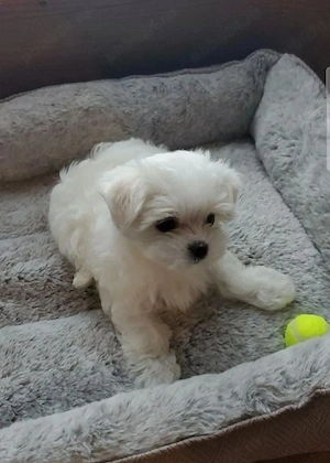 Vand pui Bichon  fetita 