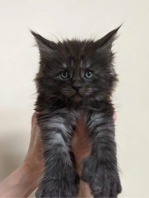 Maine Coon disponibil 