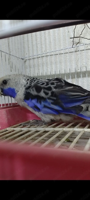 rosella penata 