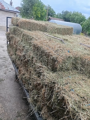 vând baloți de lucernă coasa 3 