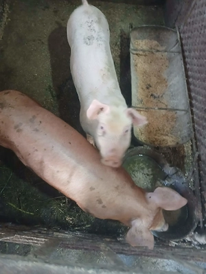 Mai sunt 2 Scrofite Duroc cu Pietrean 