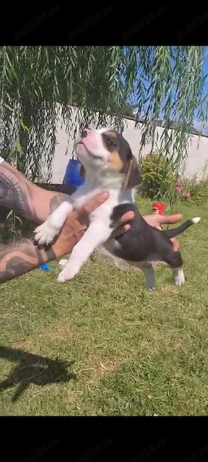 american bully pocket ABK  - imagine 3